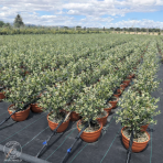 Olivovník európsky (Olea europaea) ´ARBEQUINA´ - výška: 30-40 cm, kont. C2,6L - BONSAJ DECO MISA  (-12°C)